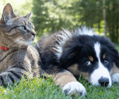 Template-Based Website Development